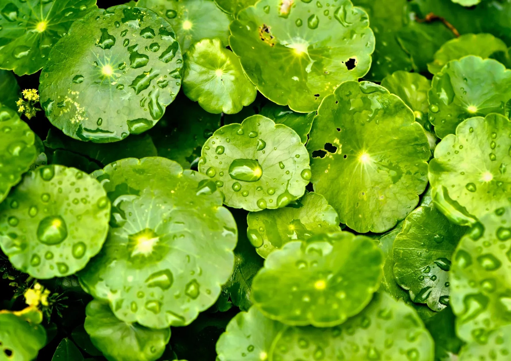 De kracht van Centella Asiatica in huidverzorging