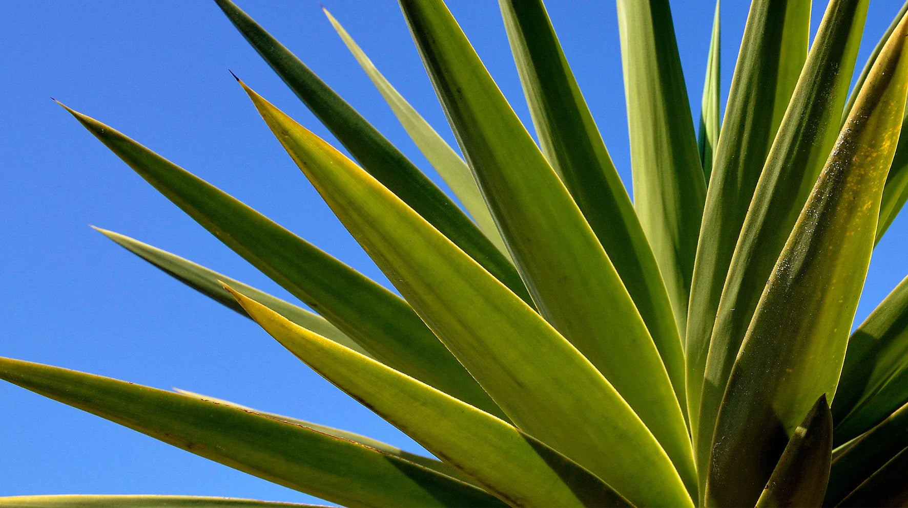 Agave Extract