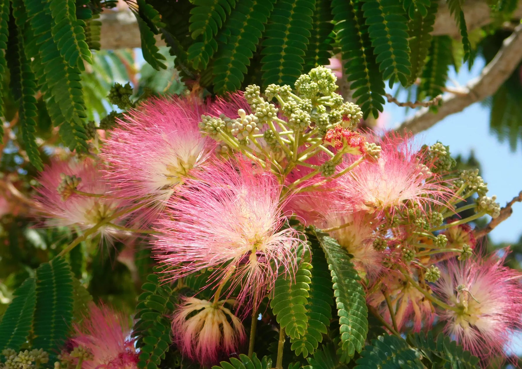 Albizia Julibrissin Bark Extract
