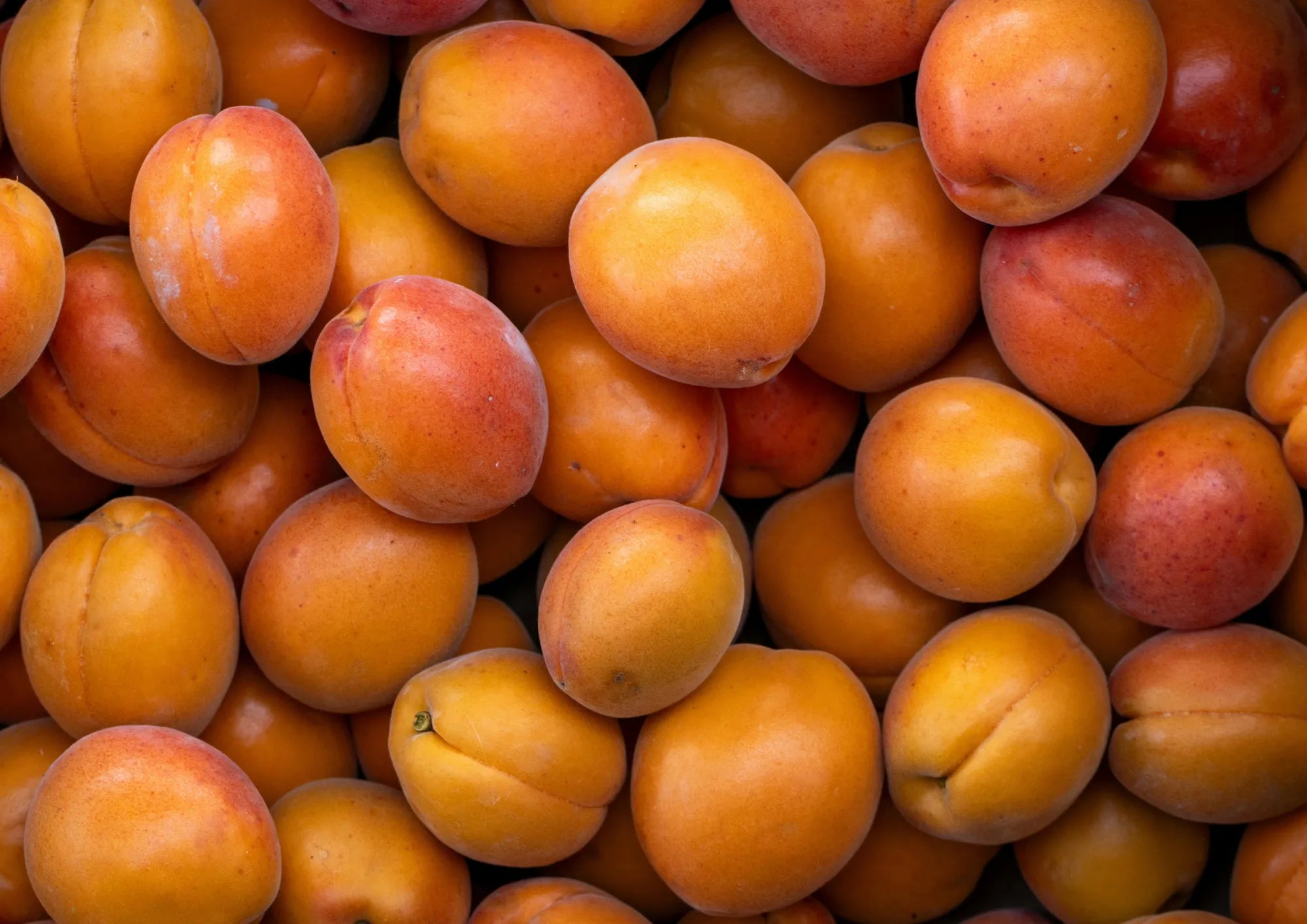 Apricot Kernel Oil
