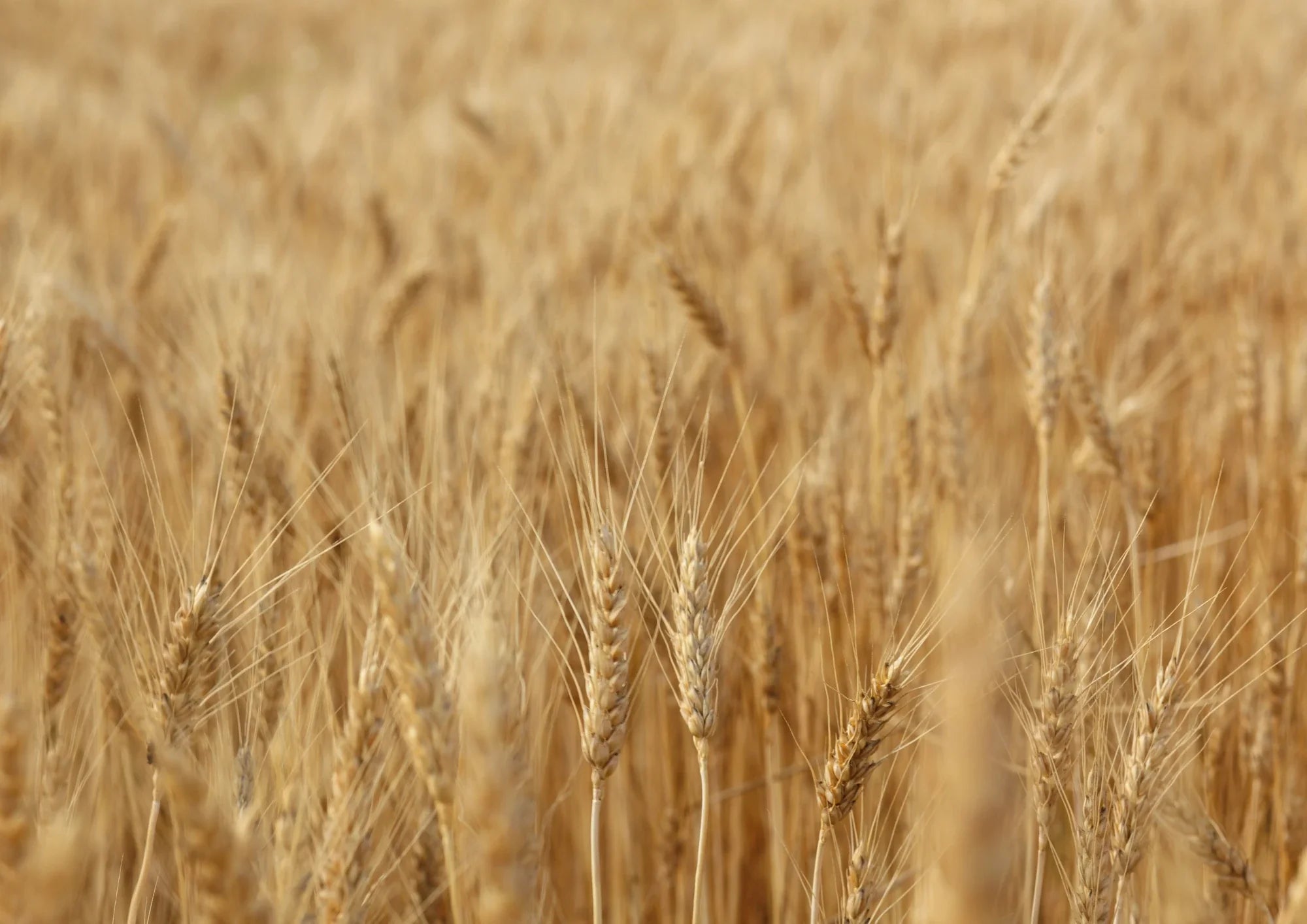 Olivoyl hydrolyzed wheat protein