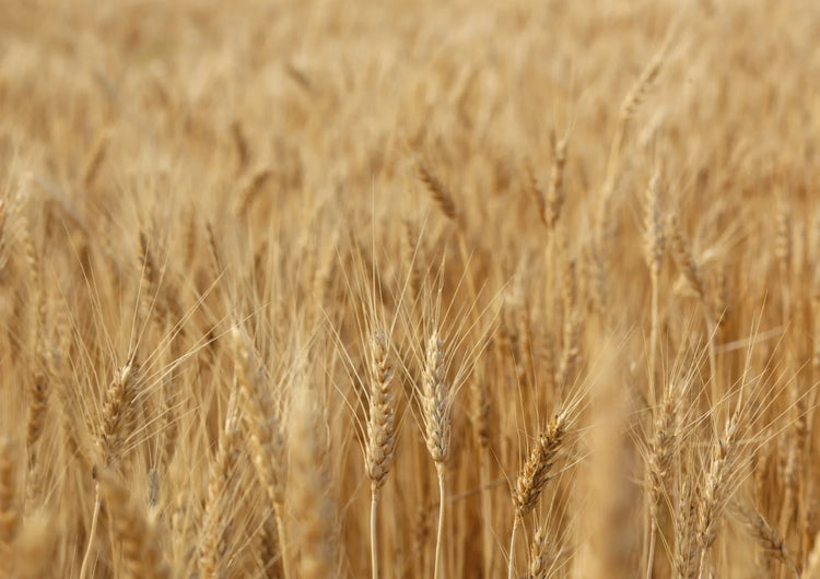 Olivoyl hydrolyzed wheat protein