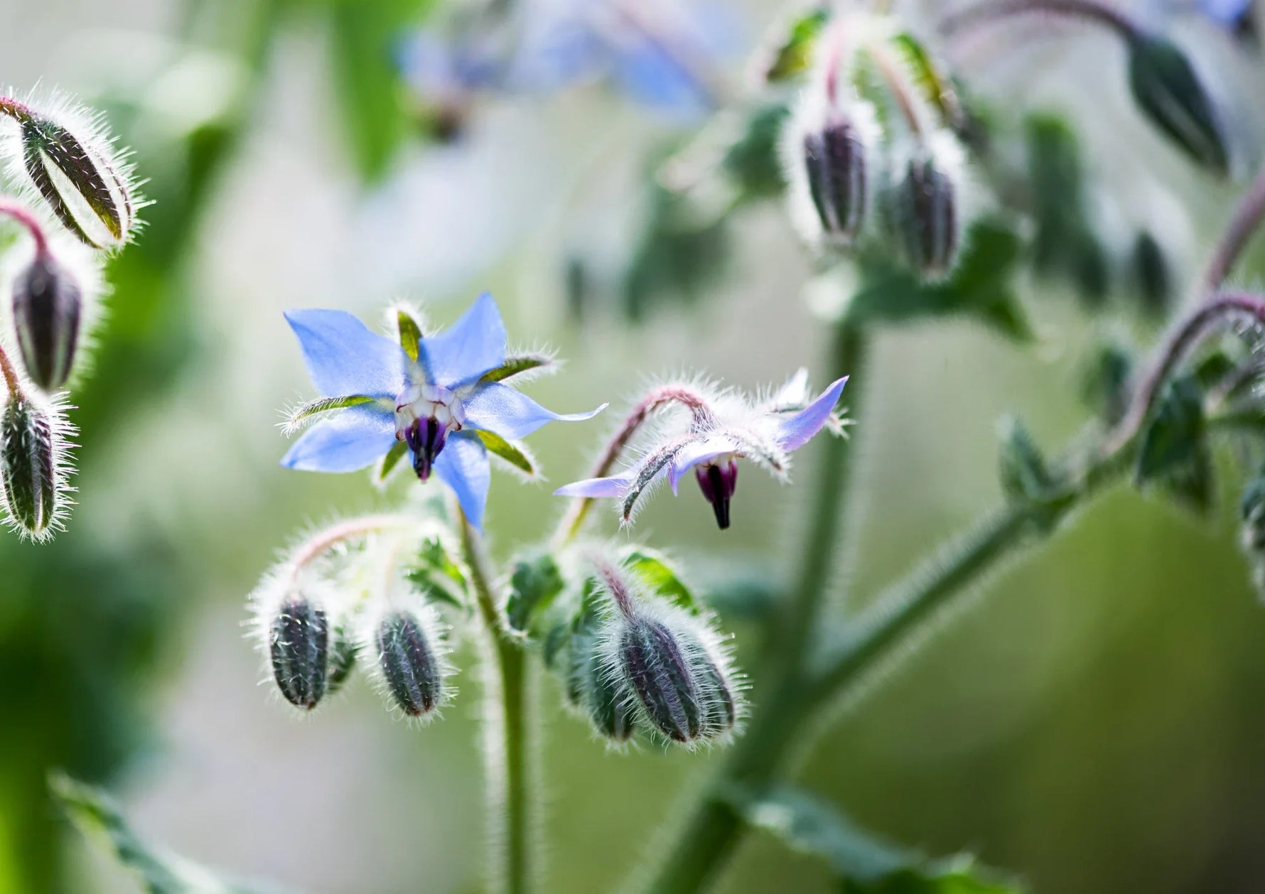 Borage Seed Oil