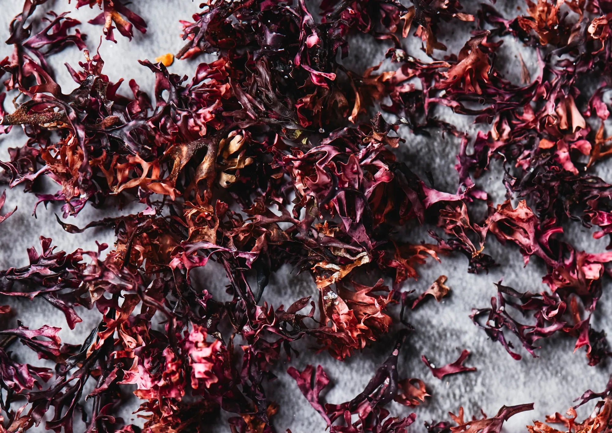 Chondrus Crispus Extract