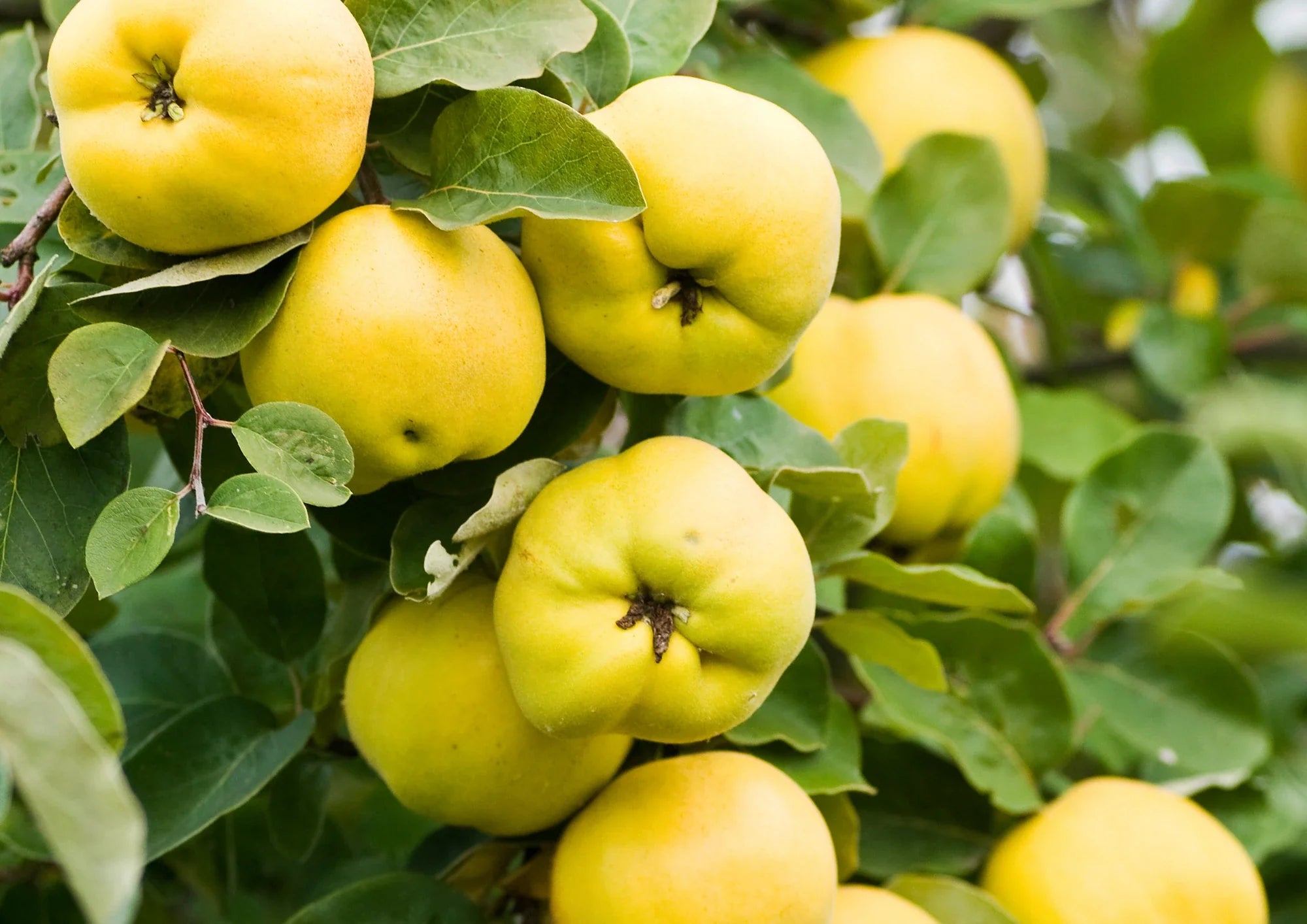 Cydonia Oblonga Extract