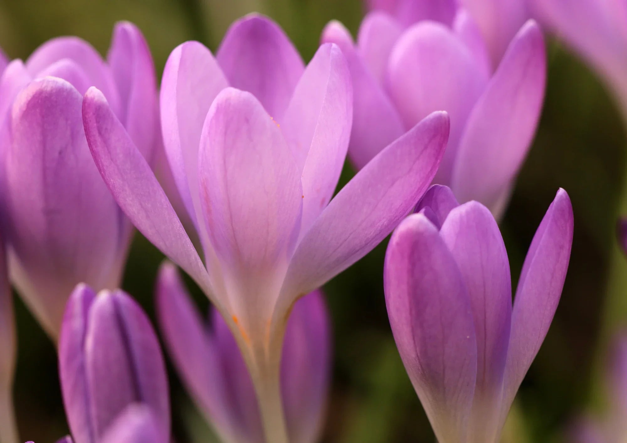 Crocus Chrysanthus Bulb Extract
