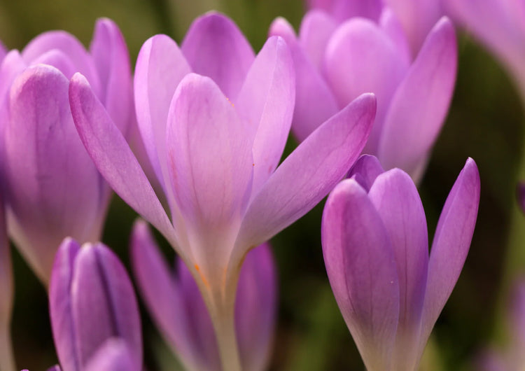 Crocus Chrysanthus Bulb Extract
