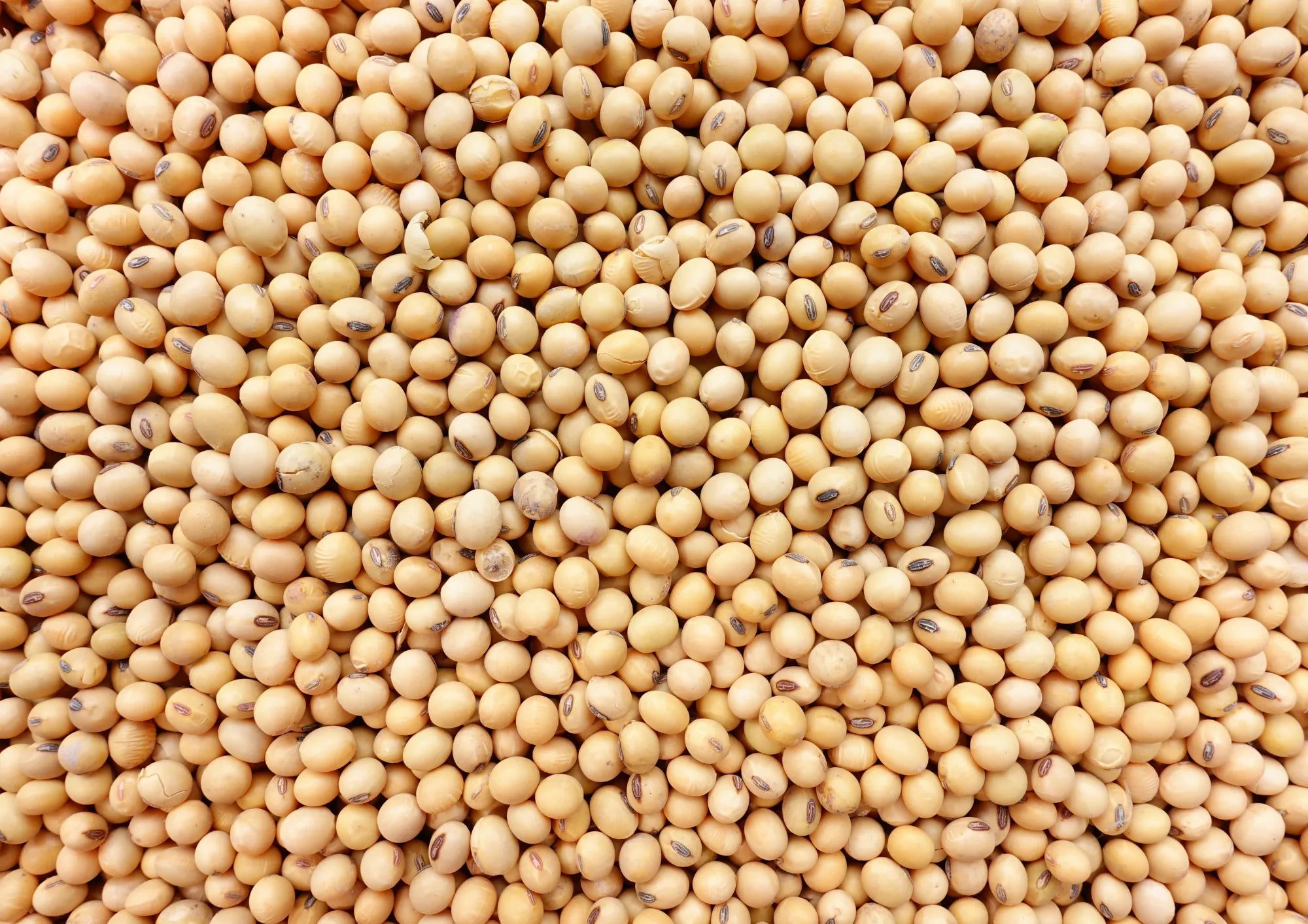 Glycine Soja Oil (Sojaolie)