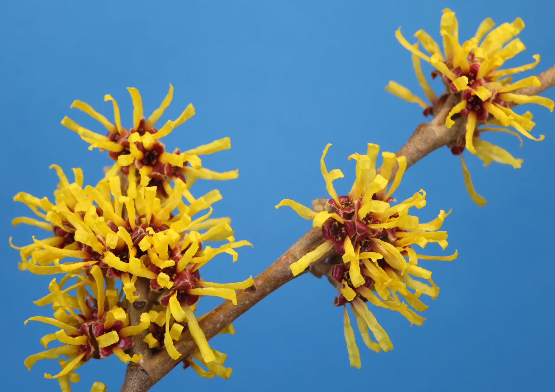 Hamamelis Water (Witch Hazel)