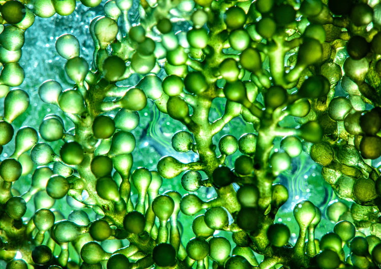 Micro Algae (Diatomaceous Earth)