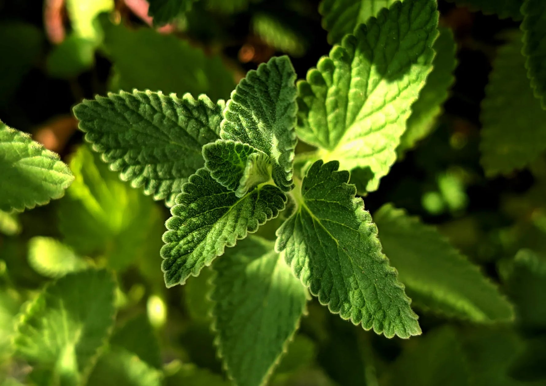 Mint Extract