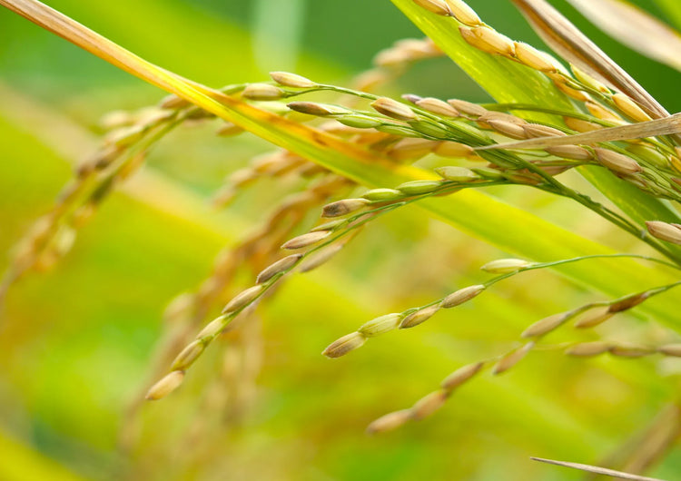 Oryza Sativa Bran Oil (Rijstkiemolie)