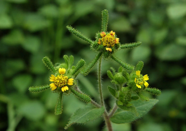 Sigesbeckia Orientals Extract