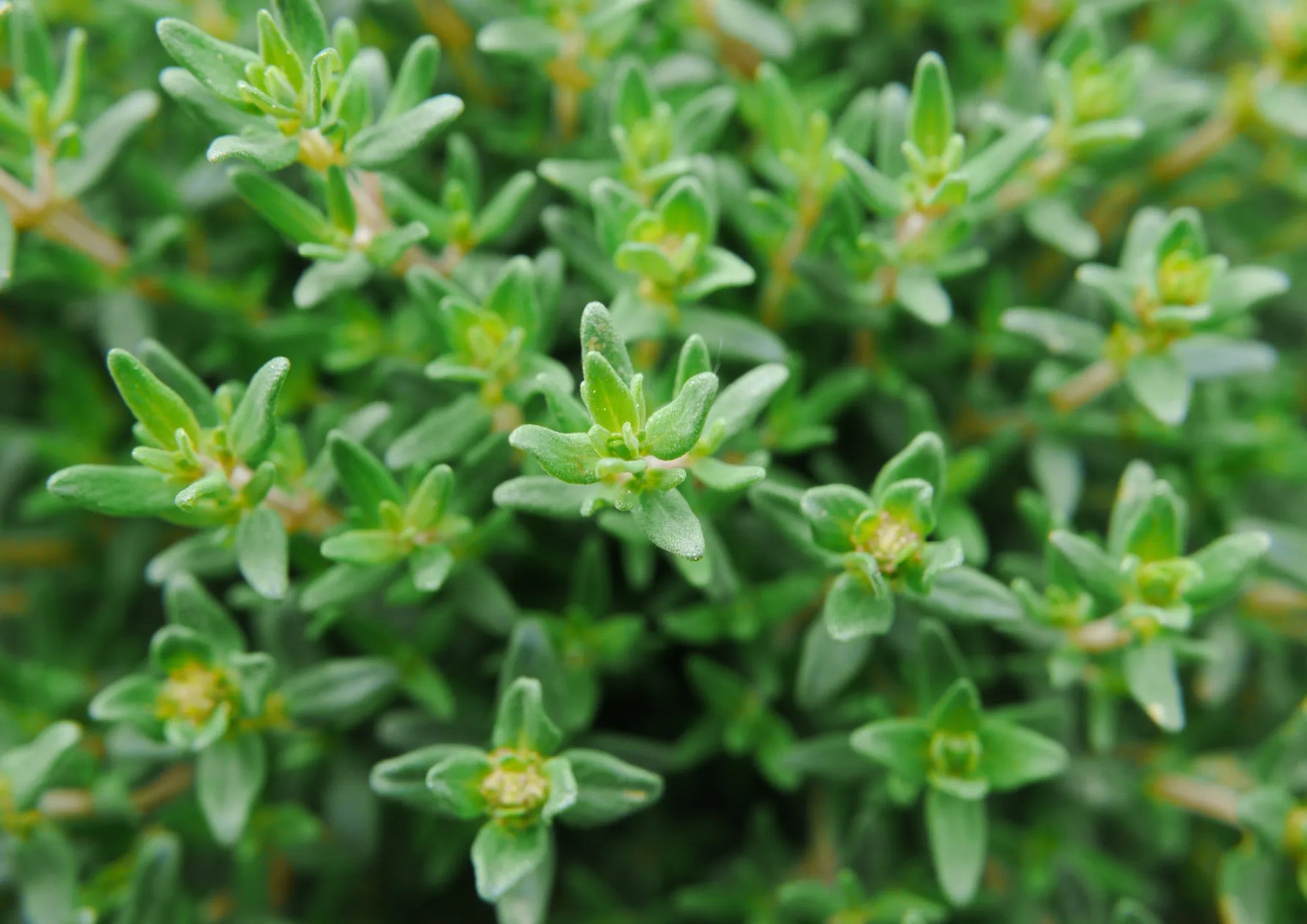 Thym leaves Extract (Thymus Vulgaris)