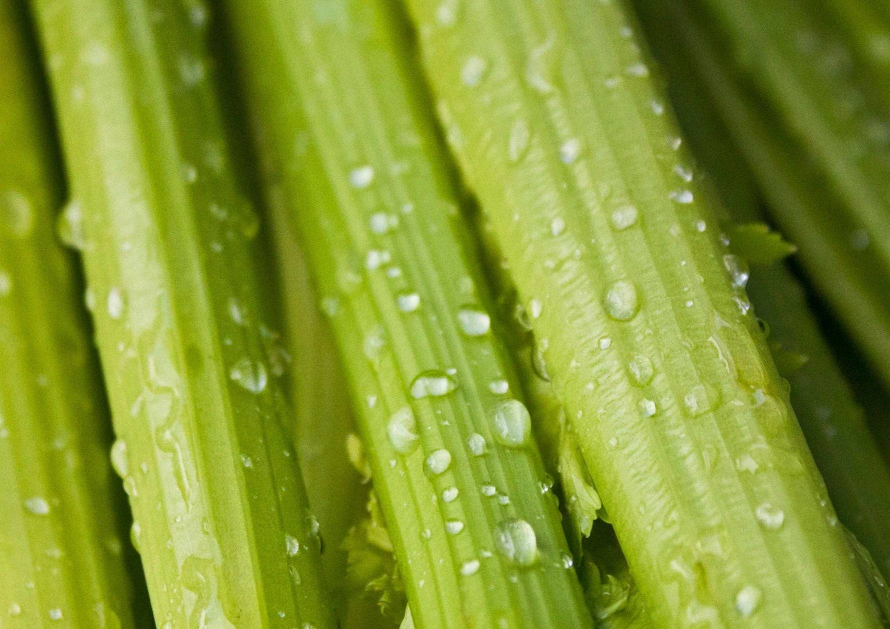 Celery Stem Cells