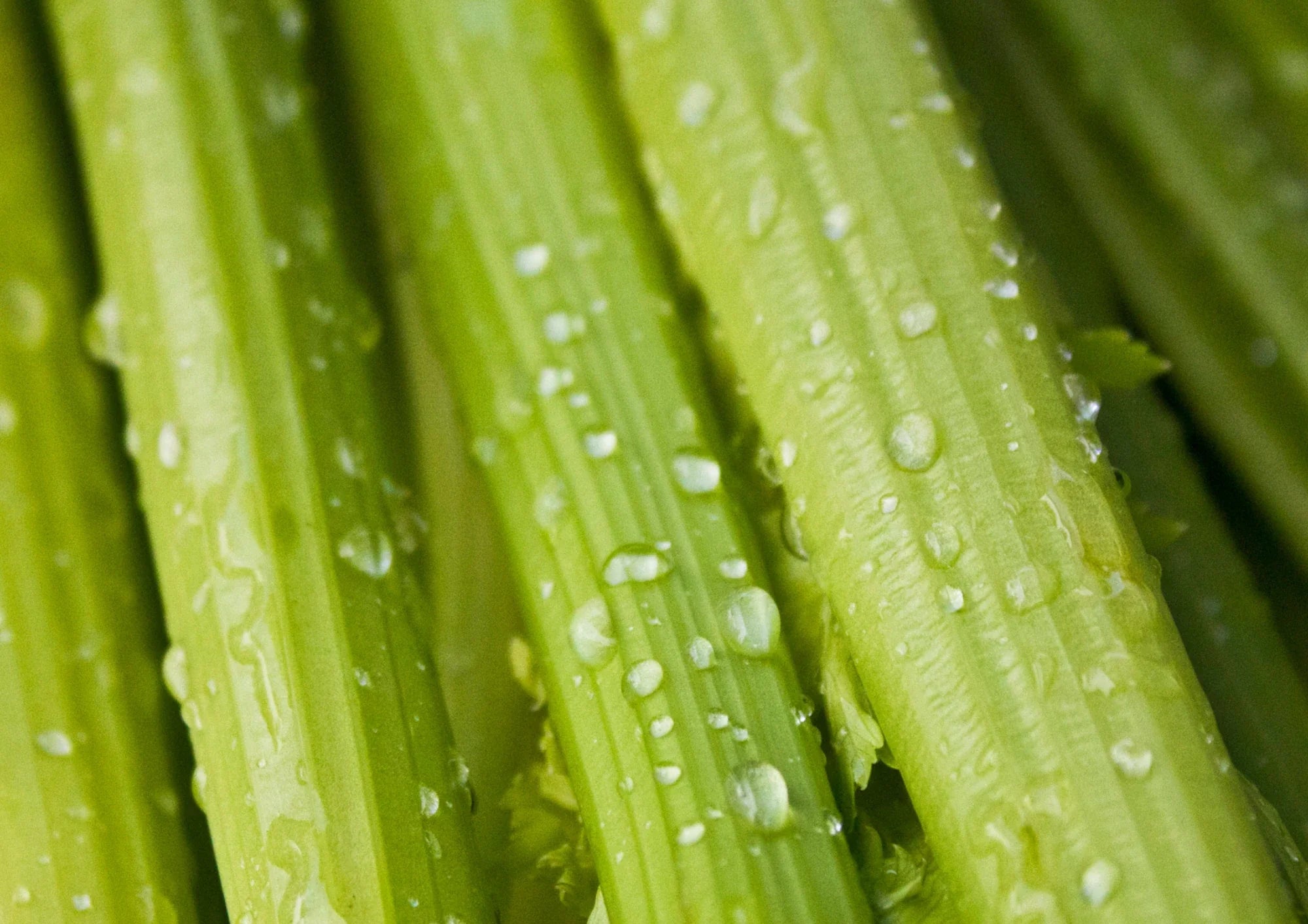 Celery Stem Cells