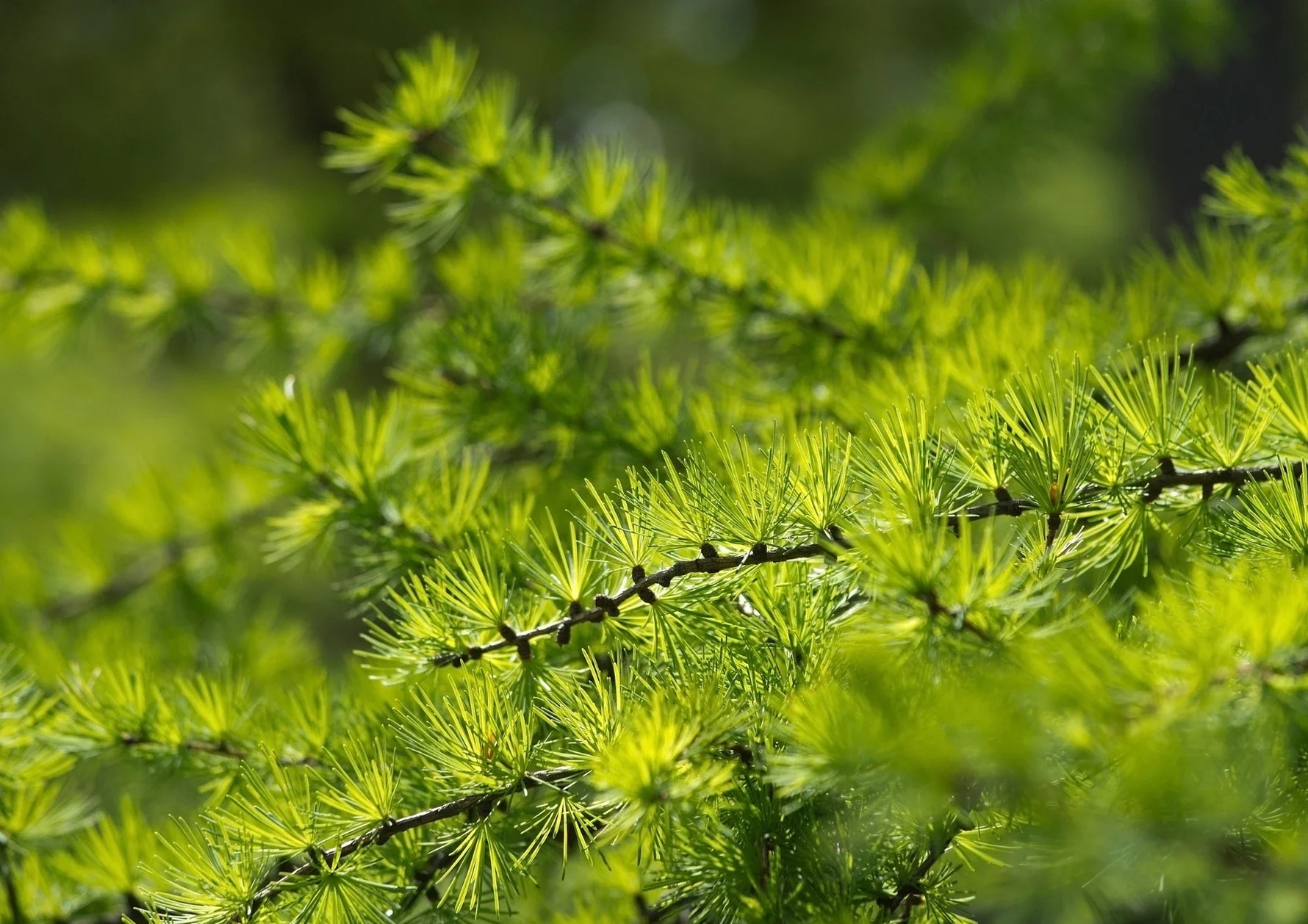 TRIspire Enhance™ (Galactoarabinan)